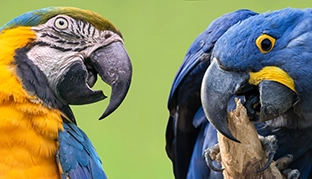 Grafik reisewarnung und einreisebestimmung Venezuela