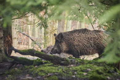 travelsecure Verhaltenstipp wildschweine