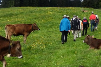 travelsecure Verhaltenstipp bei Kühen