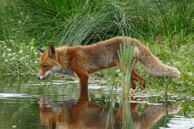 travelsecure Verhaltenstipp Füchse