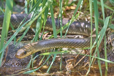 travelsecure Verhaltenstipp Schlangen