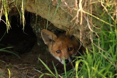 Wandern im Herbst: Lassen Sie Pflanzen stehen und Tiere in Ruhe.