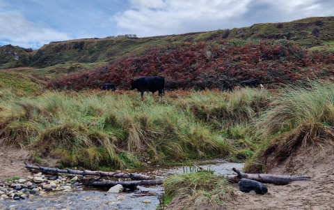 Tag 4 Bellycastle – Billintoy – Dunseverick – Causeway Head